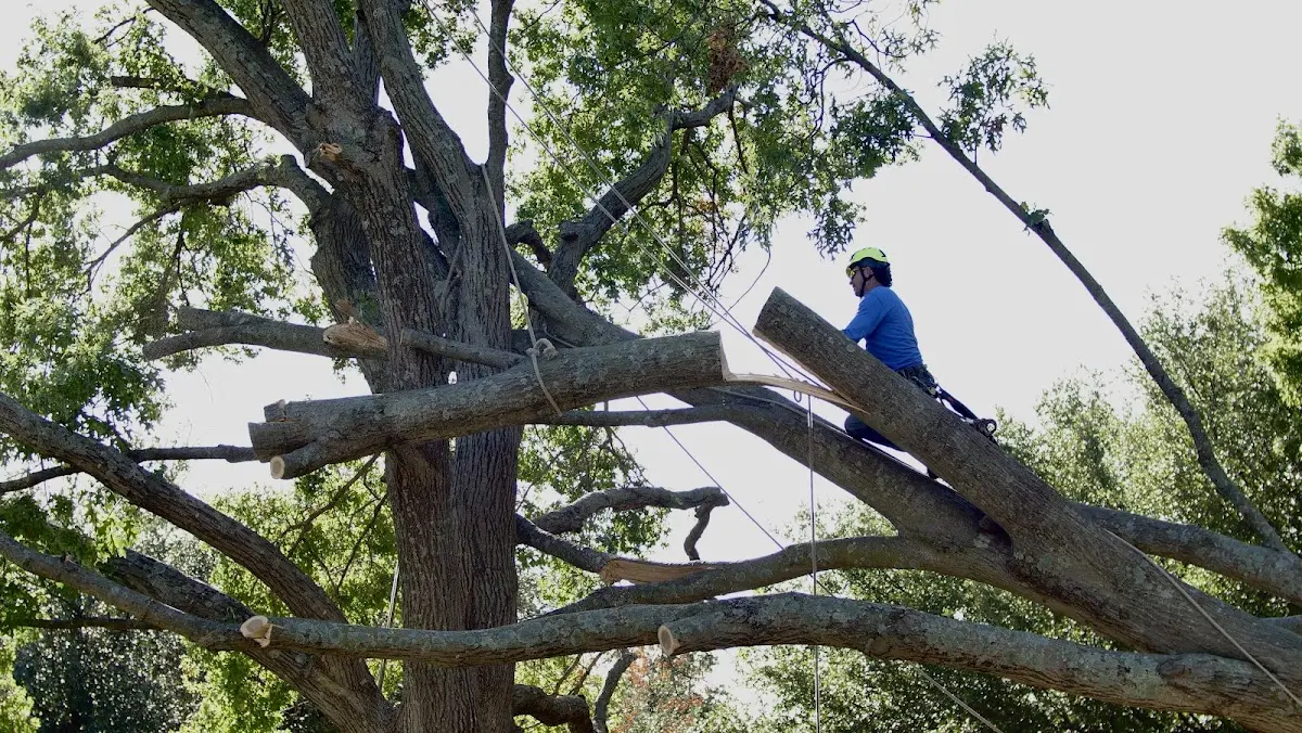 Professional Crown Thinning performed by certified arborists in Venice