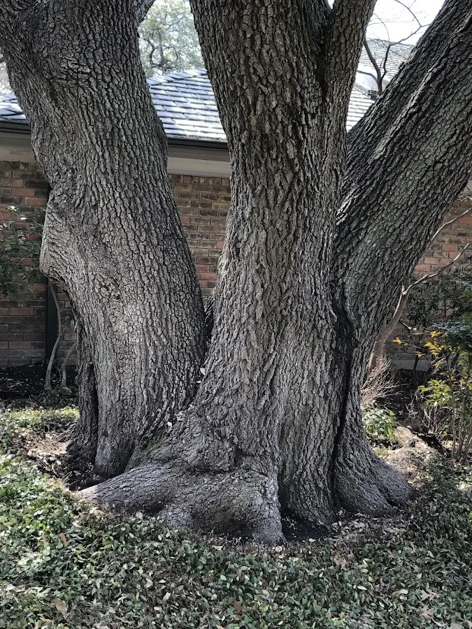 Mature heritage tree close to a Venice property cared for by certified arborists